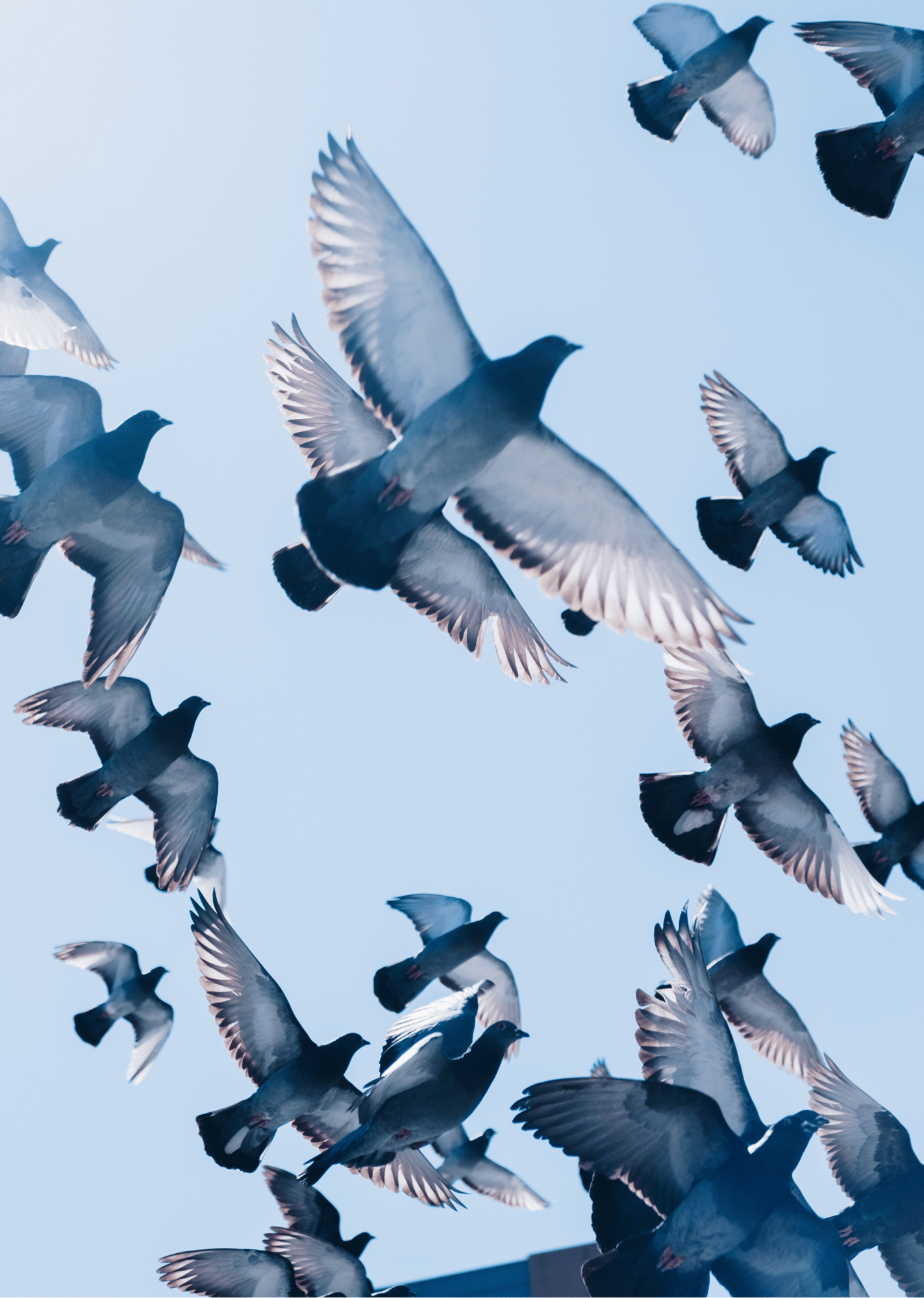 Foto van vliegende vogels van onderaf gezien